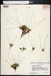 Lachnocaulon digynum image