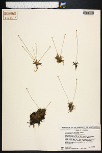 Lachnocaulon digynum image