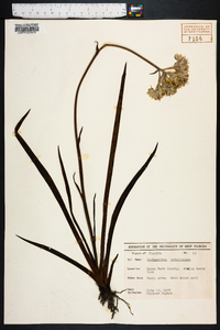 Lachnanthes caroliniana image