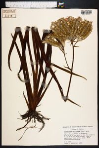 Lachnanthes caroliniana image