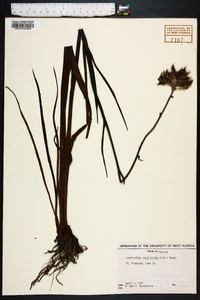 Lachnanthes caroliniana image