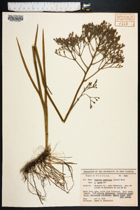 Lophiola americana image