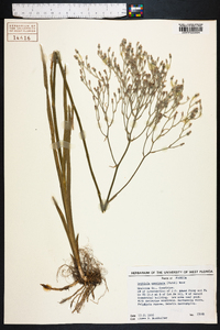 Lophiola americana image