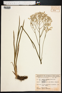 Lophiola americana image