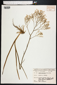 Lophiola americana image