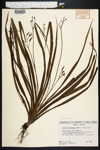 Hypoxis curtissii image