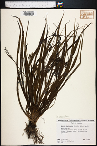 Hypoxis curtissii image