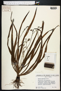 Hypoxis curtissii image