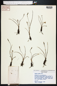 Hypoxis rigida image