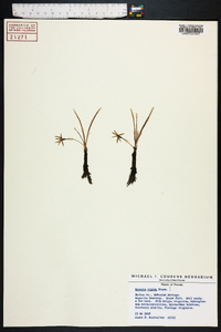 Hypoxis rigida image