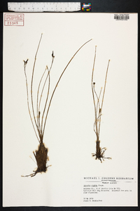 Hypoxis rigida image