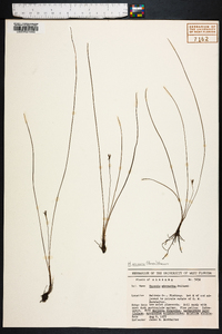 Hypoxis wrightii image