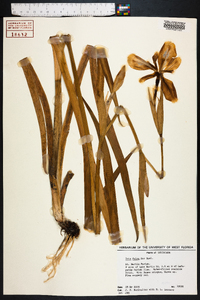 Iris fulva image