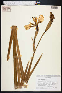 Iris pseudacorus image