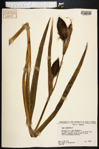 Iris virginica image