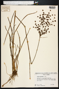 Juncus biflorus image