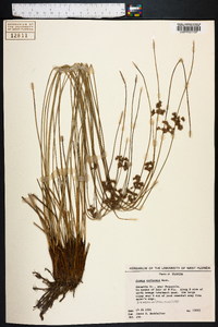 Juncus coriaceus image