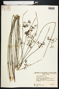 Juncus coriaceus image