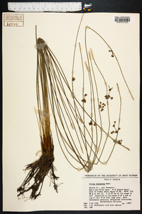 Juncus coriaceus image