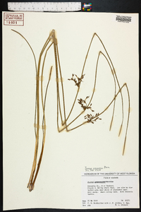 Juncus coriaceus image