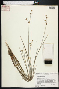 Juncus debilis image