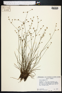 Juncus debilis image