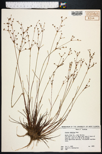 Juncus debilis image