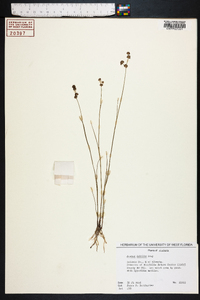 Juncus debilis image