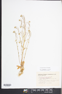 Arabidopsis thaliana image