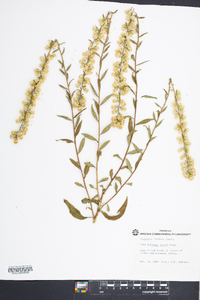 Solidago erecta image