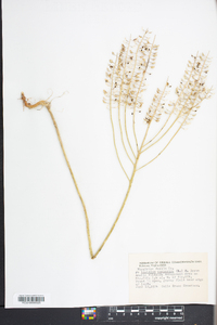 Lepidium campestre image