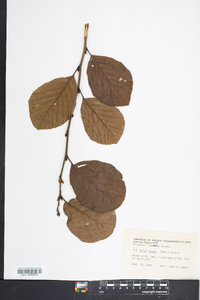 Alnus rugosa image