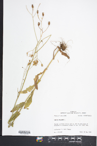 Crepis pulchra image