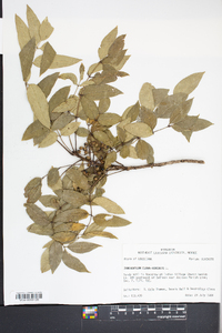 Zanthoxylum clava-herculis image