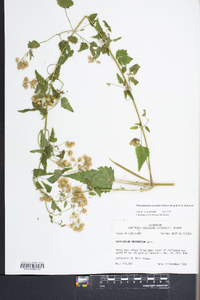 Fleischmannia incarnata image