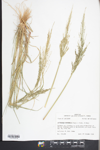 Diplachne fusca subsp. uninervia image