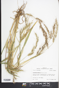 Echinochloa walteri image