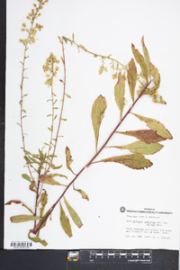 Solidago nemoralis var. haleana image