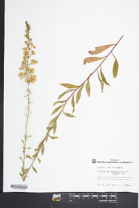 Solidago nemoralis var. haleana image