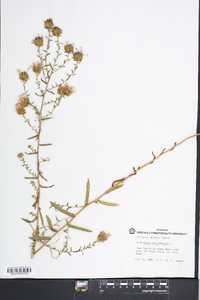 Symphyotrichum grandiflorum image