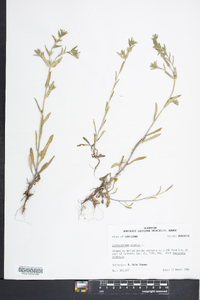 Buglossoides arvensis image