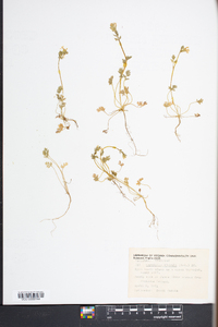 Corydalis flavula image