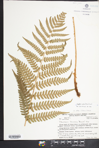 Dryopteris celsa image