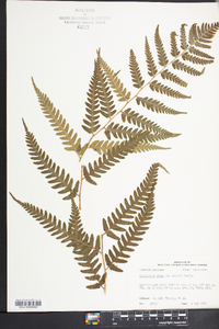 Dryopteris celsa image