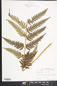 Dryopteris celsa image