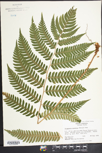 Dryopteris goldieana image