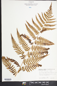 Dryopteris ludoviciana image