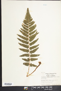 Dryopteris ludoviciana image