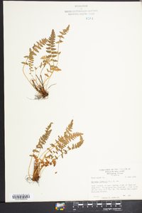 Woodsia ilvensis image