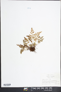 Asplenium montanum image